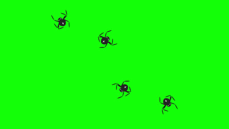 Halloween-Spider-loop-animation-Halloween-concept-element-with-alpha-channel